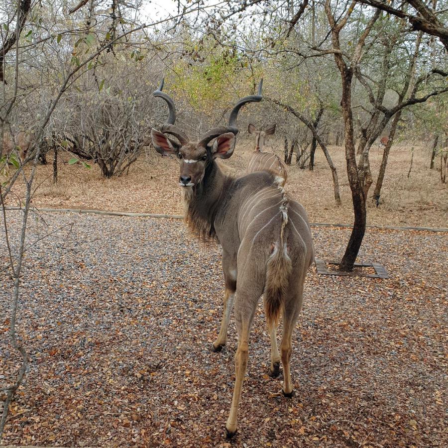 Luvivane Luxury Villa Marloth Park Exterior foto