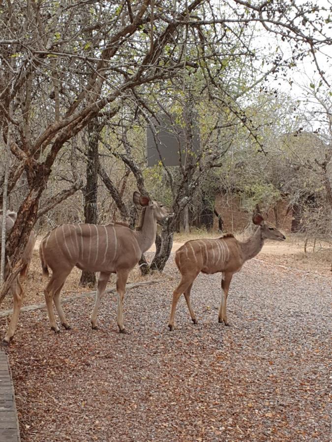 Luvivane Luxury Villa Marloth Park Exterior foto